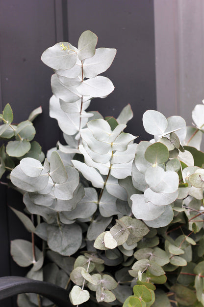 20 SILVER DROP EUCALYPTUS Gunnii Cider Gum Silver Blue Foliage Florist Tree Seeds