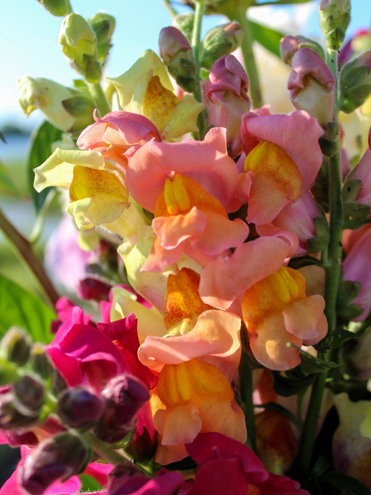 2000 SNAPDRAGON CORONA MIX Antirrhinum Majus Flower Seeds