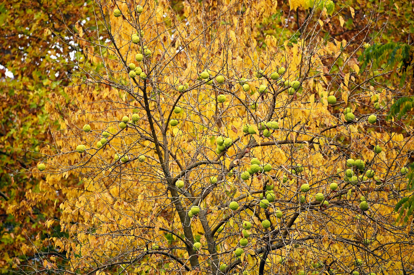 10 HEDGE APPLE Osage Orange Horse Apple Monkey Ball Maclura Pomifera Tree Seeds