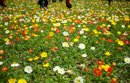 2500 ICELAND POPPY MIX Papaver Nudicaule Mixed Colors Flower Seeds