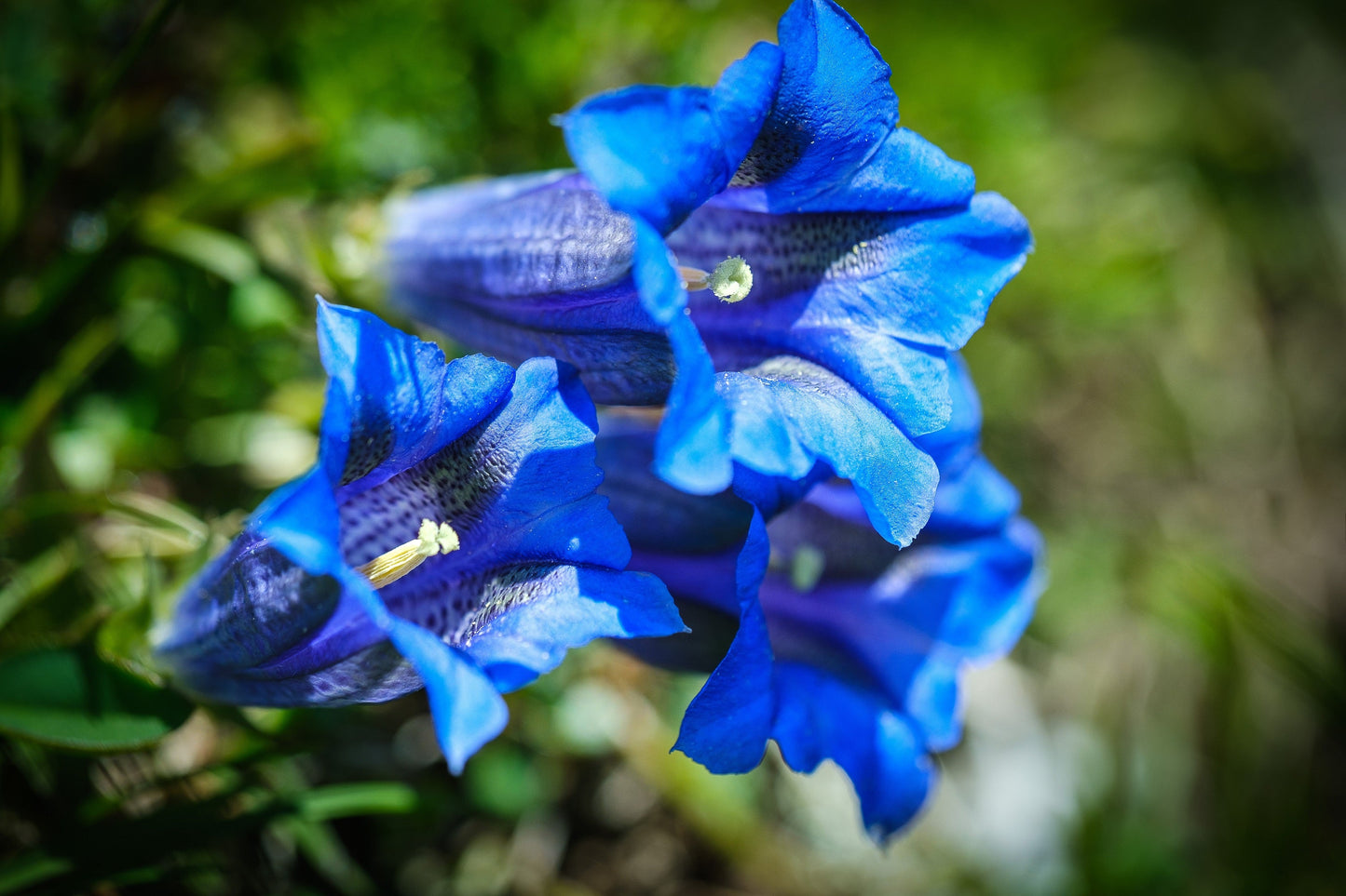 15 Blue STEMLESS GENTIAN Gentiana Acaulis Kochiana Flower Seeds