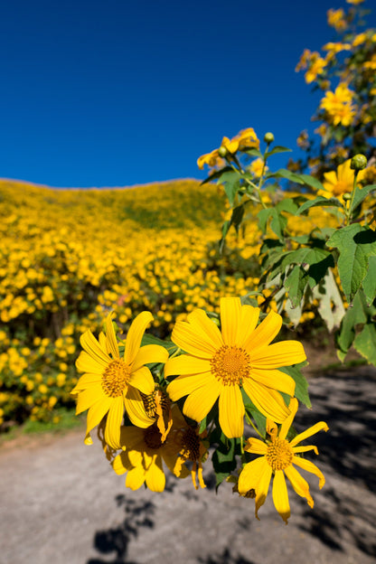25 YELLOW Torch MEXICAN SUNFLOWER Tithonia Speciosa Flower Seeds