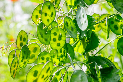 100 LUNARIA Biennis ( MONEY PLANT / Silver Dollar / Honesty / Moonwort / L Annua ) Flower Seeds