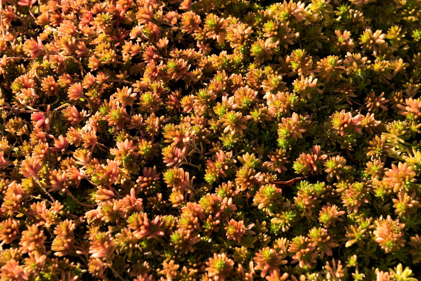 25 Spanish STONECROP / SEDUM HISPANICUM Groundcover Flower Seeds
