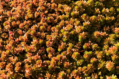 150 MIXED SEDUM Stonecrop Succulent Groundcover Red White Yellow Pink Purple Flower Seeds