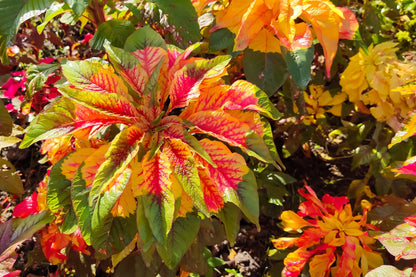 150 TRICOLOR AMARANTHUS PERFECTA Summer Poinsettia Amaranth Flower Seeds