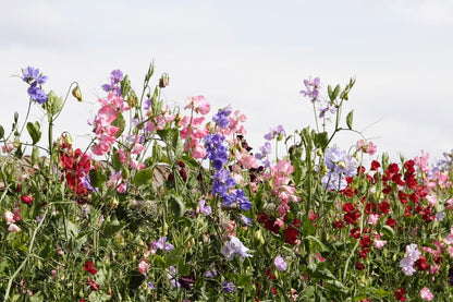 60 Mixed Colors SWEET PEA ROYAL Family Mix Lathyrus Odoratus Flower Vine Seeds