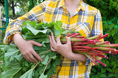 25 GLASKINS PERPETUAL RHUBARB (Pieplant) Rheum Rhabarbarum Fruit Vegetable Seeds