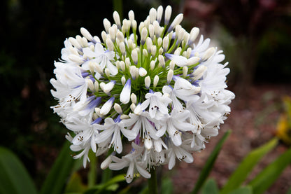 25 WHITE LILY of the NILE Agapanthus Orientalis African Lily Flower Seeds