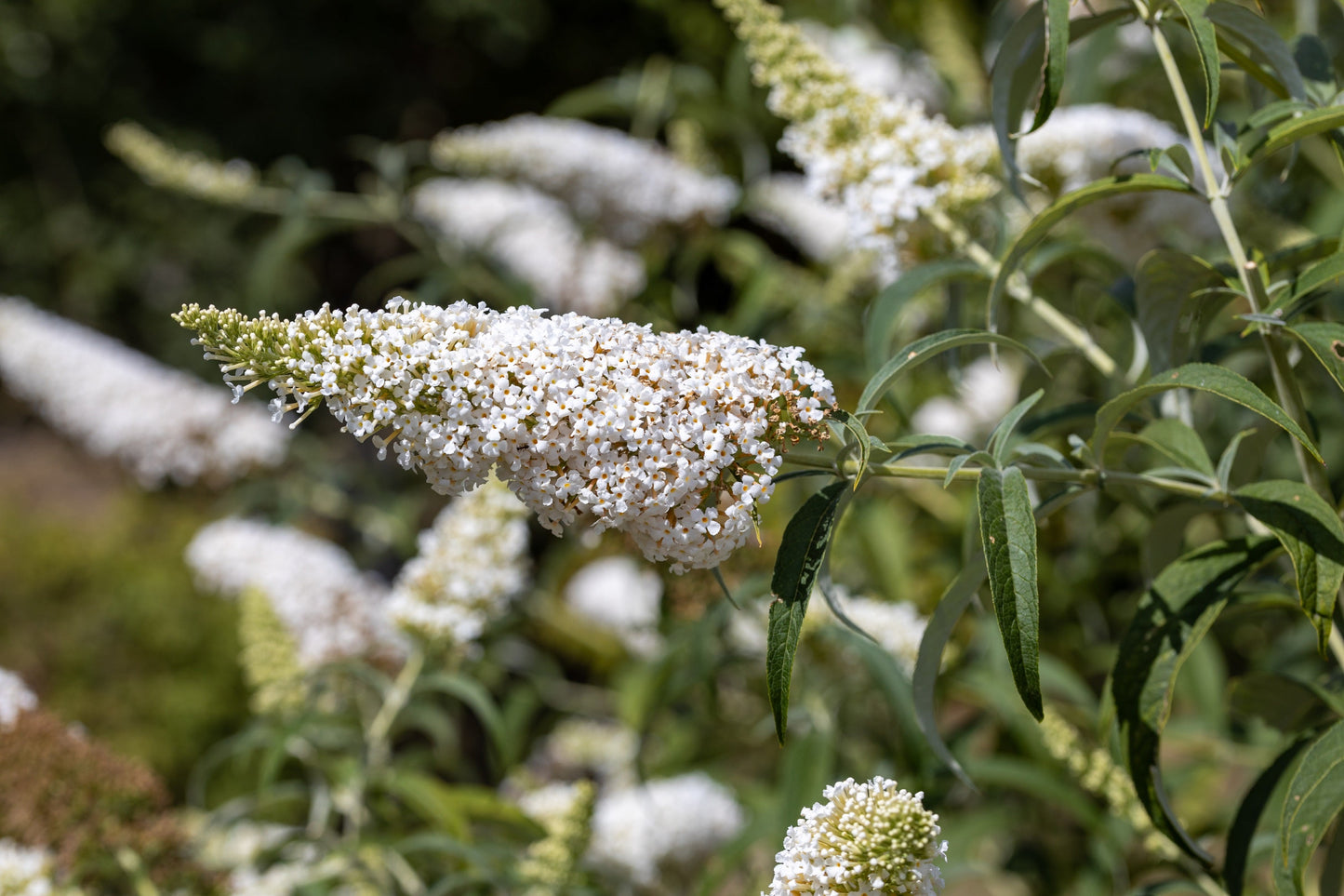 50 WHITE BUTTERFLY BUSH Buddleja Davidii Flower Seeds