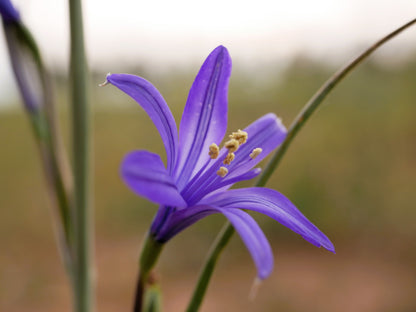 10 BLUE SIBERIAN LILY Mountain Ixia Altai Ixiolirion Tataricum Flower Seeds