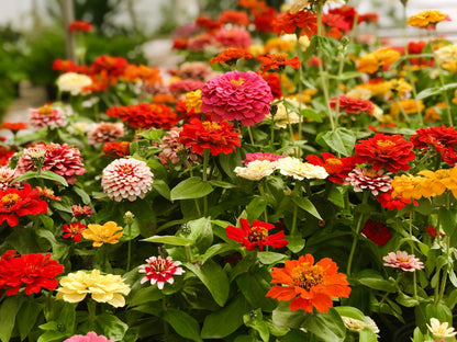 250 Mixed Colors Common GARDEN ZINNIA Elegans Flower Seeds
