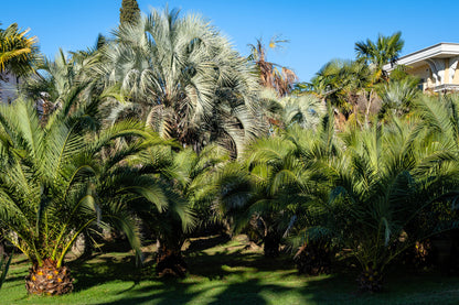 10 COCO PALM Jelly Palm Pindo Butia Capitata Edible Fruit Tree Houseplant Seeds