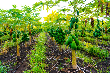 10 DWARF WAIMANALO PAPAYA Solo Hawaiian Carica Fruit Tree Houseplant Seeds