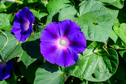 100 PURPLE MORNING GLORY Ipomoea Nil Flower Vine Seeds