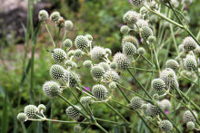 200 RATTLESNAKE MASTER / Button Snakeroot  Eryngium Yuccifolium Flower Seeds