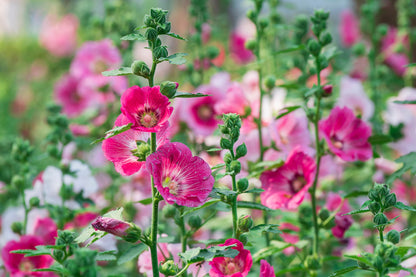 25 BRIGHT PINK HOLLYHOCK Alcea Rosea Flower Seeds Perennial