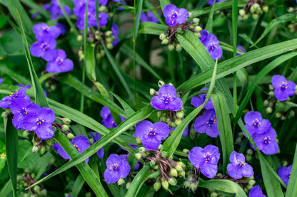 100 Purple OHIO SPIDERWORT (Widows Tears / Bluejacket) Tradescantia Ohiensis Flower Seeds