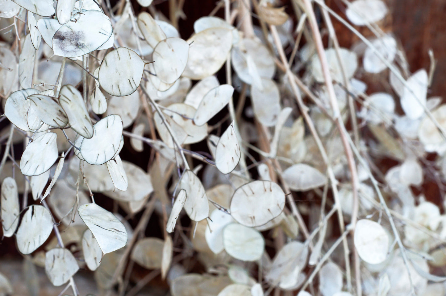 100 LUNARIA Biennis ( MONEY PLANT / Silver Dollar / Honesty / Moonwort / L Annua ) Flower Seeds