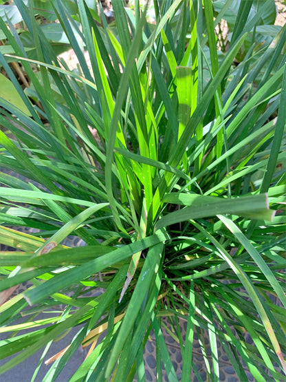 3000 QUICKDRAW ORCHARDGRASS Cat Grass Petgrass Cocksfoot Cool-Season Sun or Shade Dactylis GlomerataPerennial Bunchgrass Quick Draw Grass Seeds