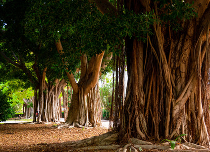 50 BANYAN / BANYAN FIG TREE East Indian Ficus Benghalensis Aerial Root Houseplant Seeds