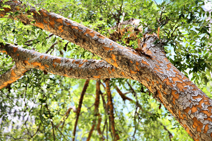 50 CHINESE ELM TREE (Lacebark) Ulmus Parvifolia Seeds