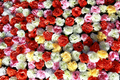 100 RAINBOW CARNATION Mix Mixed Colors Dianthus Caryophyllus Flower Seeds