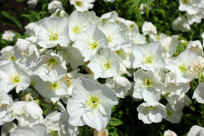 250 WHITE Pale EVENING PRIMROSE (White Buttercup / Sundrops) Oenothera Pallida Flower Seeds
