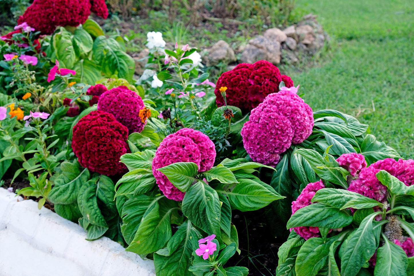 100 CORAL GARDENS Mix CELOSIA Cockscomb Celosia Argentea Cristata Flower Seeds