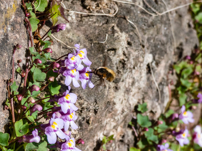 100 KENILWORTH IVY (Ivy-Leaved Toadflax) Cymbalaria Muralis Vine Flower Seeds