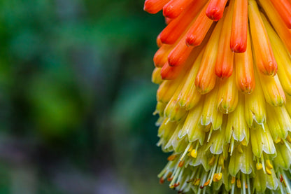 50 TORCH LILY Red Hot Poker / Tritoma / Kniphofia Uvaria Flower Seeds