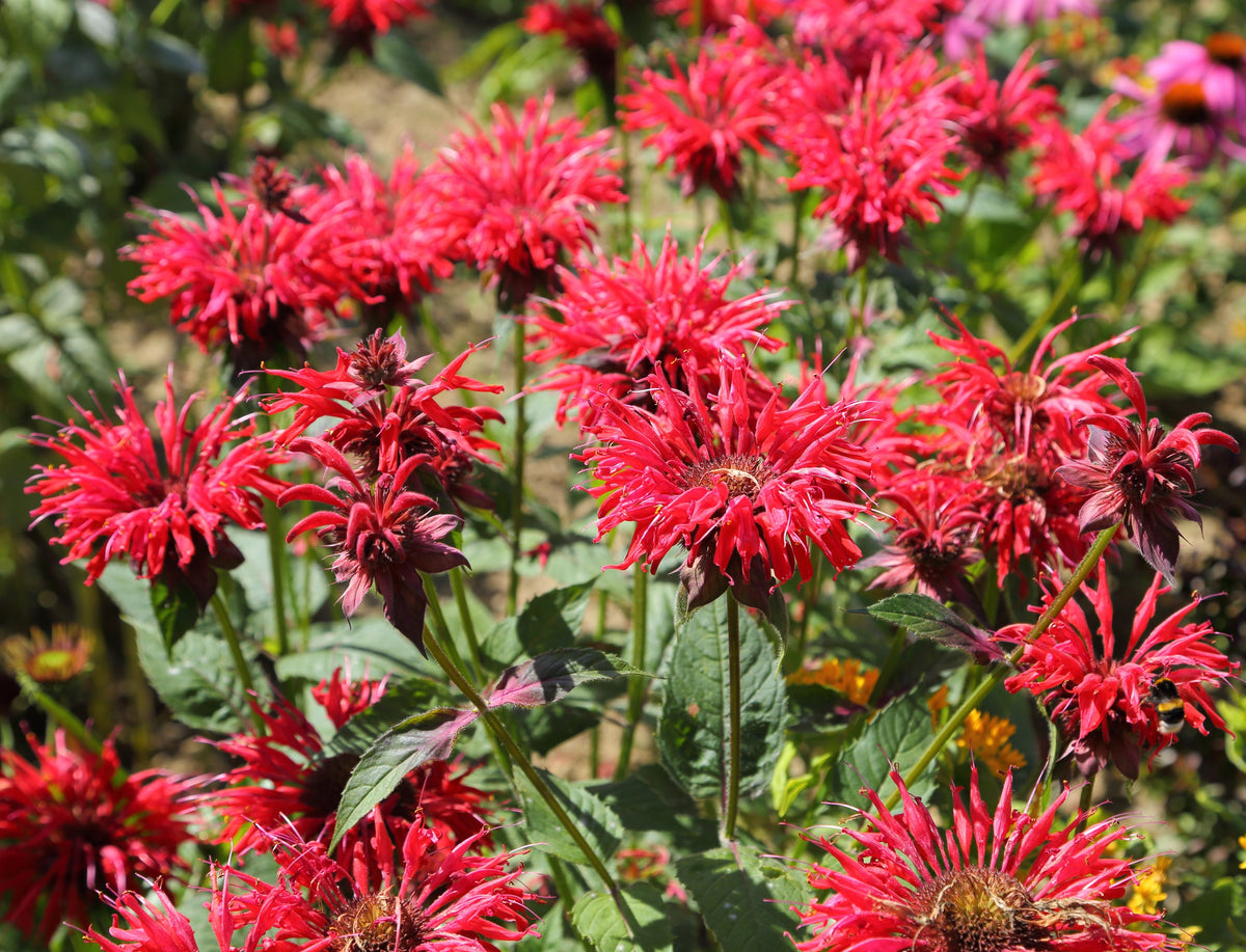 10 Panorama RED BEE BALM Monarda Didyma Oswego Tea Herb Flower Seeds