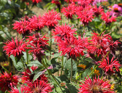 10 Panorama RED BEE BALM Monarda Didyma Oswego Tea Herb Flower Seeds