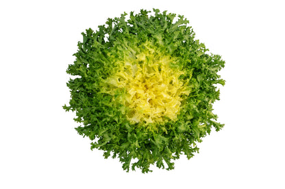 3000 GREEN CURLED ENDIVE (Frisée / Salad Endive / Moss Curled Endive / Escarole) Cichorium Endivia Vegetable Seeds