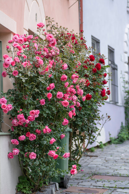 5 PINK CLIMBING ROSE Rosa Bush Vine Climber Fragrant Butterfly Flower Seeds