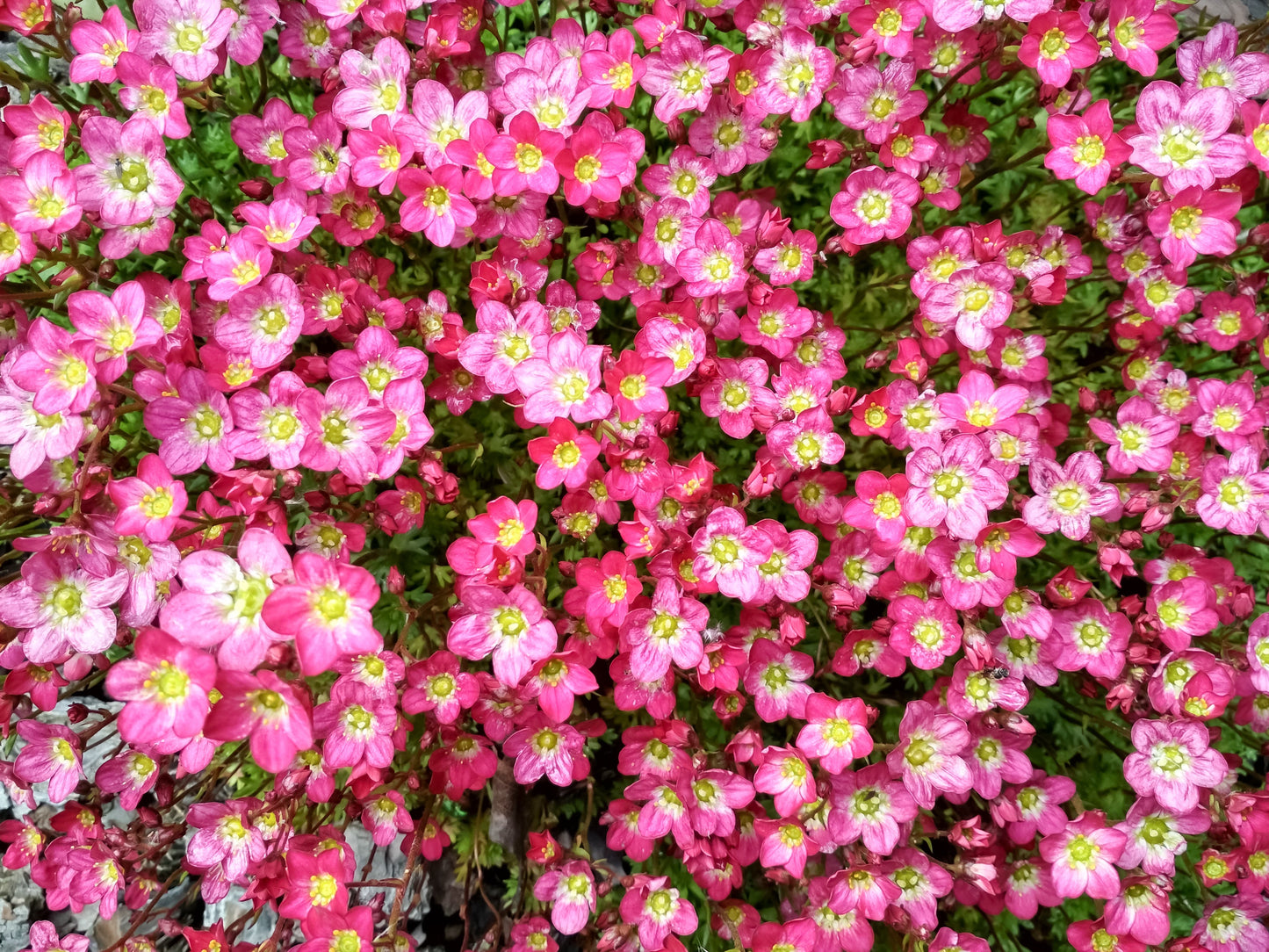 50 ROSE ROBE SAXIFRAGA Arendsii Mossy Rockfoil Evergreen Flower Seeds