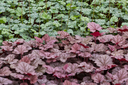 50 Palace Purple HEUCHERA / CORAL BELLS Micrantha Flower Seeds