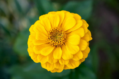 250 Yellow CANARY BIRD ZINNIA Elegans Flower Seeds