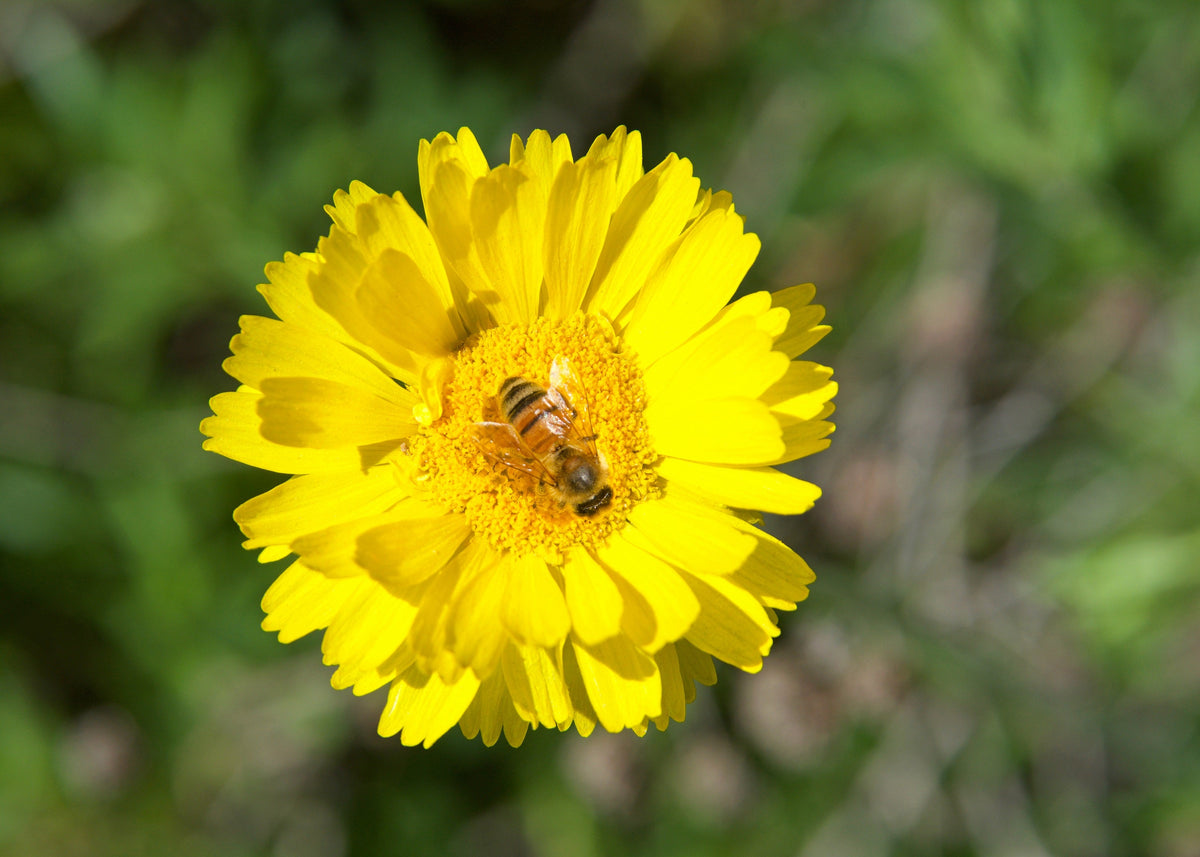 500 Yellow DESERT MARIGOLD Baileya Multiradiata Showy Drought Paper Daisy Flower Herb Seeds