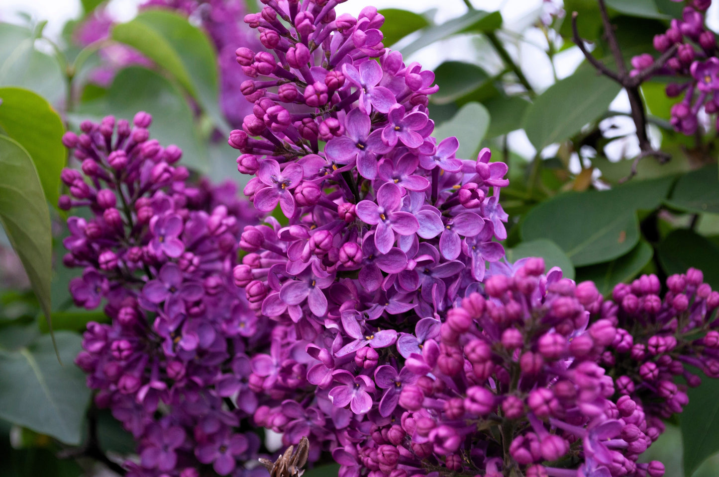 25 FRENCH / Old FASHIONED LILAC Syringa Vulgaris Flower Shrub Bush Seeds