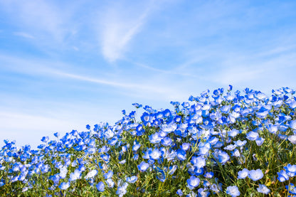 250 BABY BLUE EYES Nemophila Menziesii Fragrant Butterfly Flower Seeds