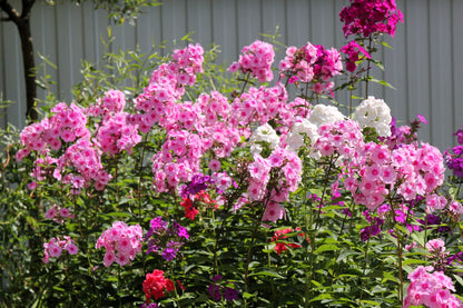 100 PINK DRUMMOND PHLOX Phlox Drummondii Flower Seeds