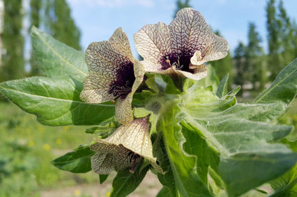 200 Black HENBANE Nightshade Hyoscyamus Niger Flower Seeds
