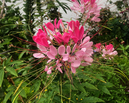 200 ROSE QUEEN CLEOME Hassleriana Spinosa Pink Spider Flower Seeds