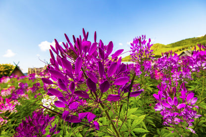 100 VIOLET QUEEN CLEOME Hassleriana Cleome Spinosa Purple Spider Flower Seeds