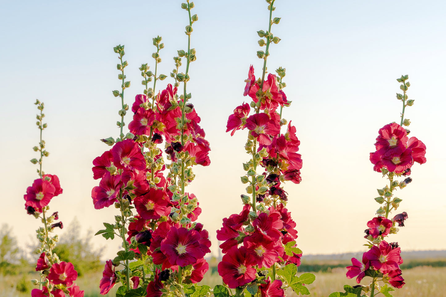 50 Mixed Colors HOLLYHOCK KING HENRY VIII Mix Alcea Rosea Flower Seeds