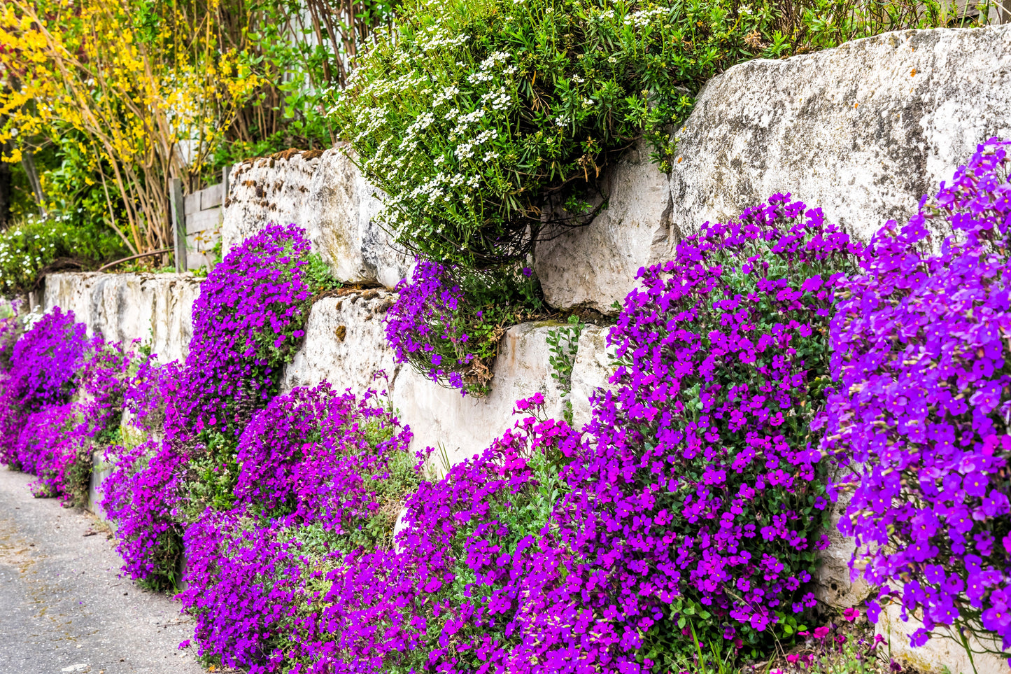 400 RAINBOW ROCKCRESS Rock Cress Large Flowered Aubrieta Cultorum Flower Seeds
