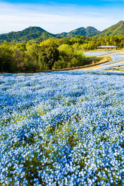 250 BABY BLUE EYES Nemophila Menziesii Fragrant Butterfly Flower Seeds