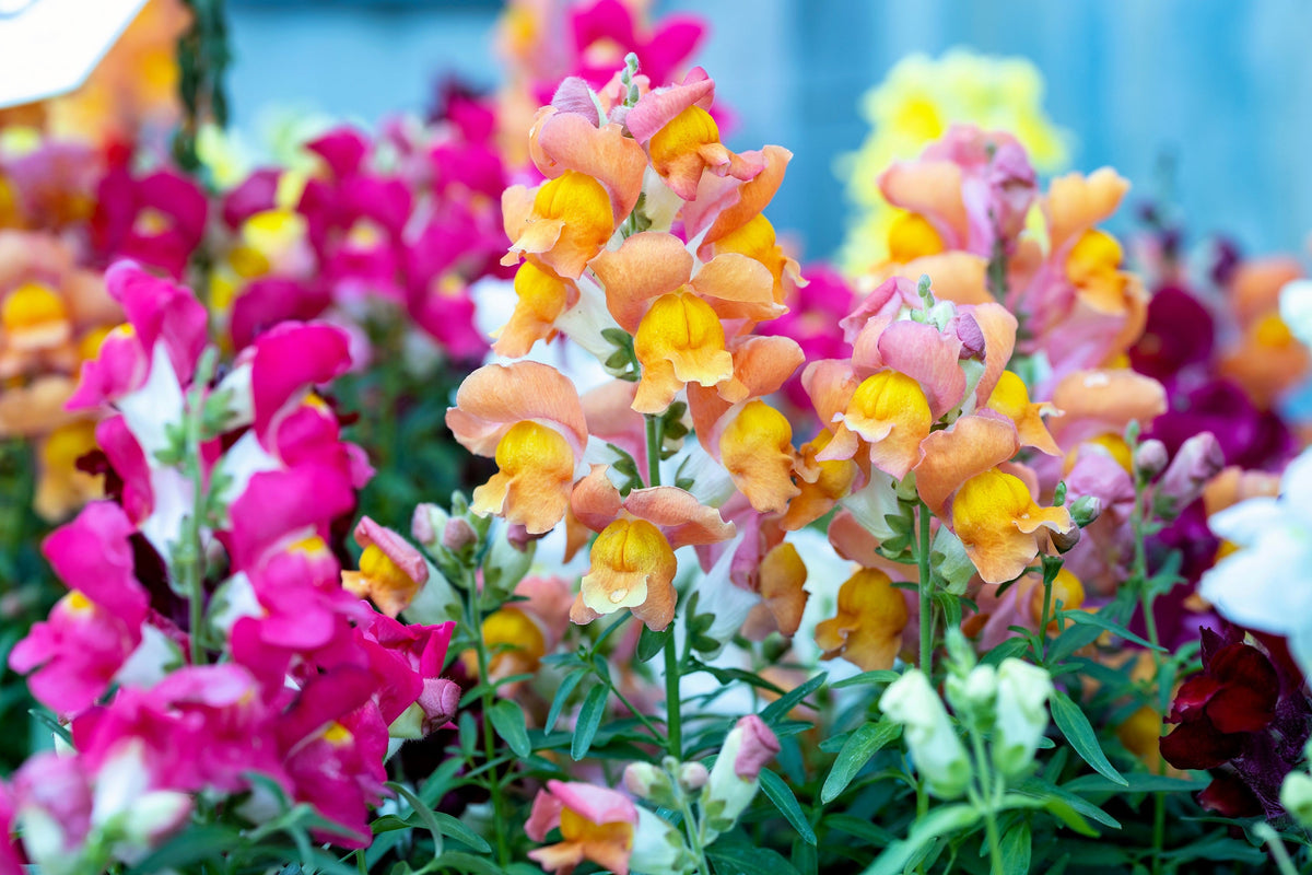 2000 SNAPDRAGON CORONA MIX Antirrhinum Majus Flower Seeds
