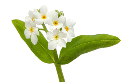 100 Victoria WHITE FORGET Me NOT Myosotis Alpestris Shade or Sun Flower Seeds